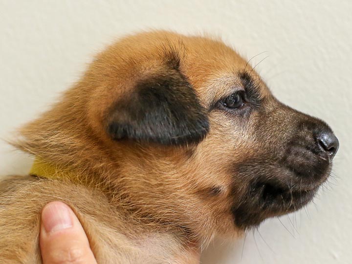 chinook puppy